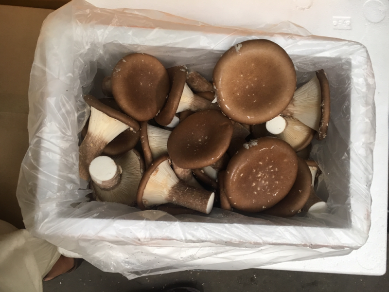牛肝菌，松茸，鸡枞菌，银耳，猴头菇，