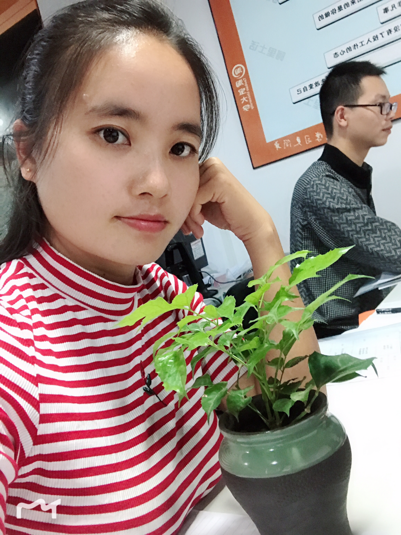 优质新品种绿宝幸福树苗，新项目，新商机，欢迎咨询