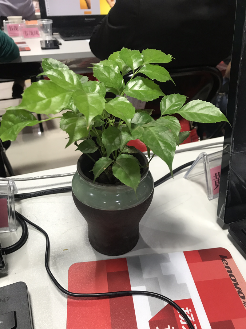 优质新品种绿宝幸福树苗，新项目，新商机，欢迎咨询