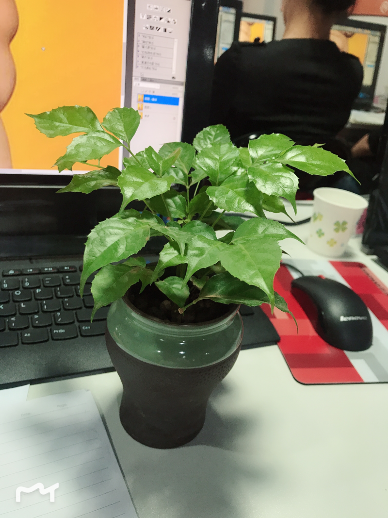 优质新品种绿宝幸福树苗，新项目，新商机，欢迎咨询