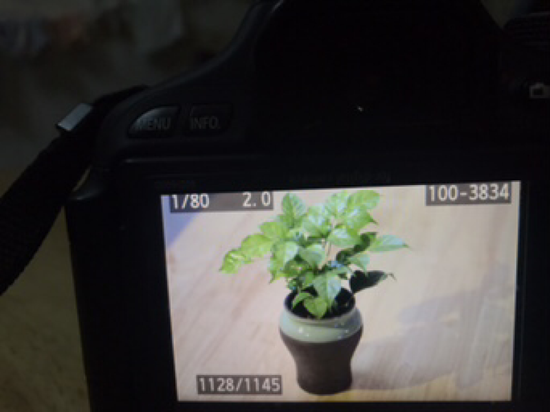 优质新品种绿宝幸福树苗，新项目，新商机，欢迎咨询