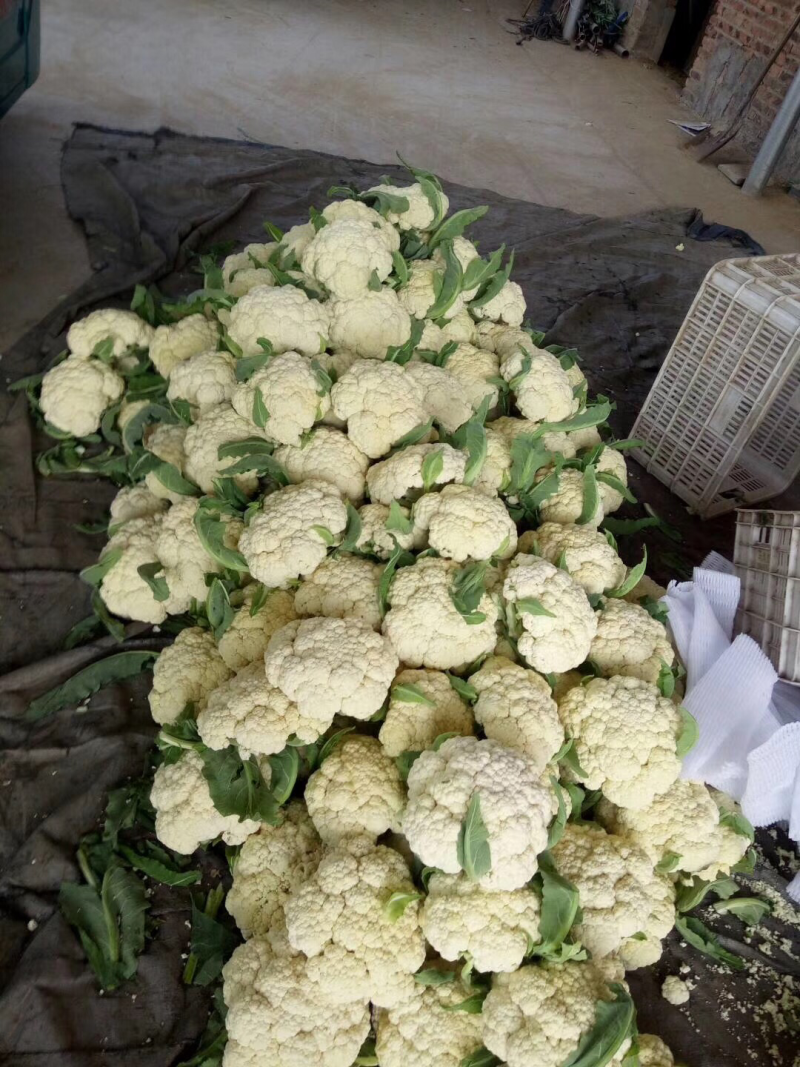 大量供应有机菜花