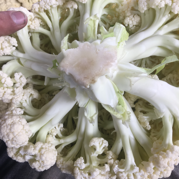 大量供应有机菜花