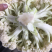 大量供应有机菜花