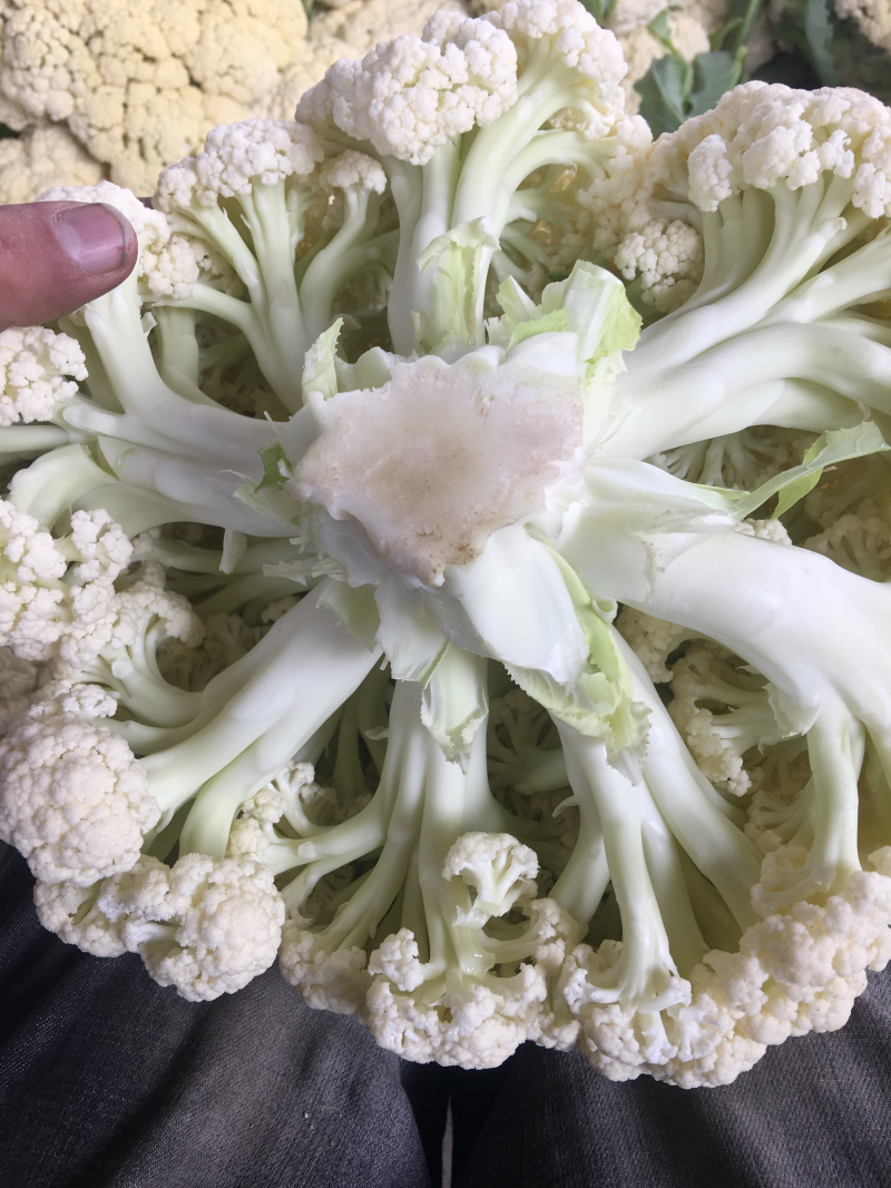 大量供应有机菜花