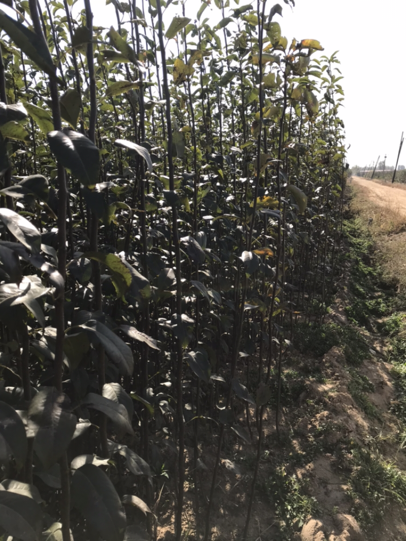 君林苗木基地锦丰，早酥红梨，红香酥，爱宏，香红梨树苗