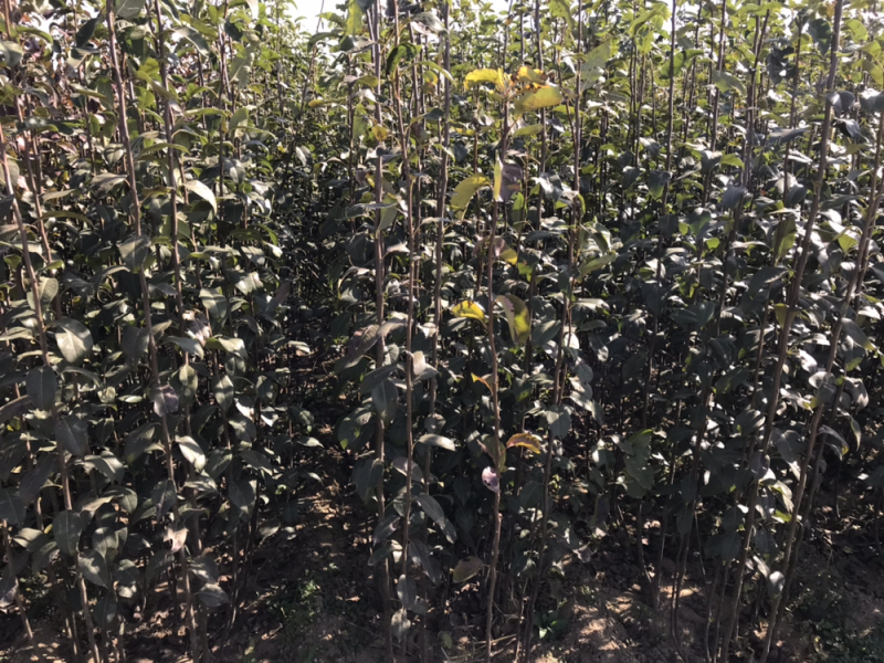 君林苗木基地锦丰，早酥红梨，红香酥，爱宏，香红梨树苗