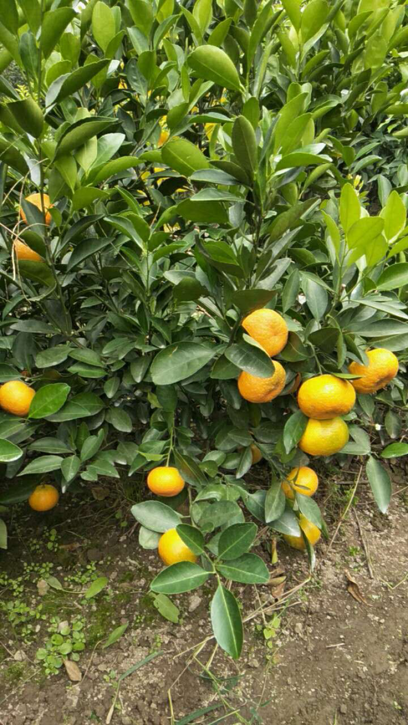 红美人柑橘苗，沙糖桔苗，蜜橘苗，基地直供，量大价优