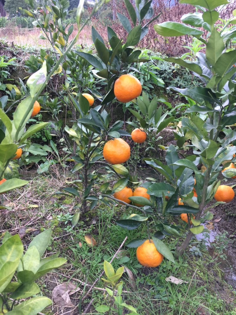红美人柑橘苗，沙糖桔苗，蜜橘苗，基地直供，量大价优
