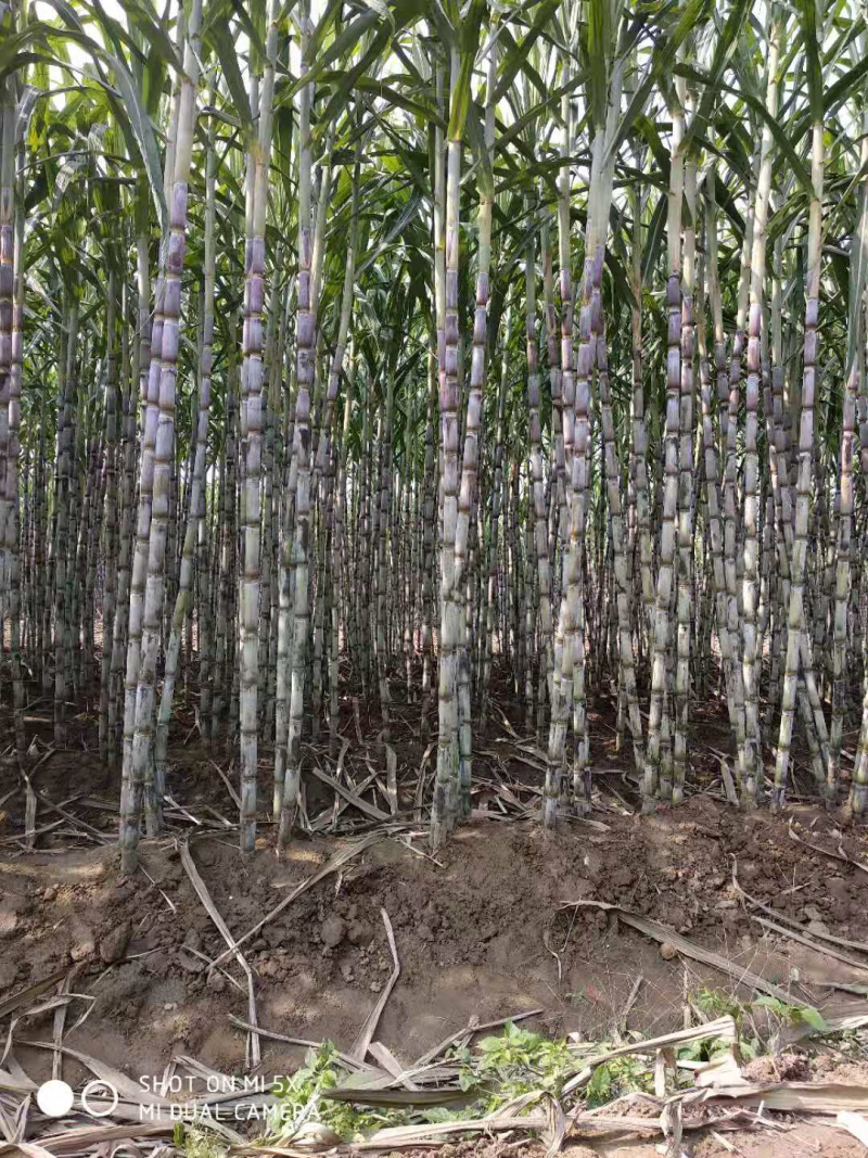 湖北产地销售清甜爽口的青皮甘蔗