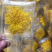金丝皇菊