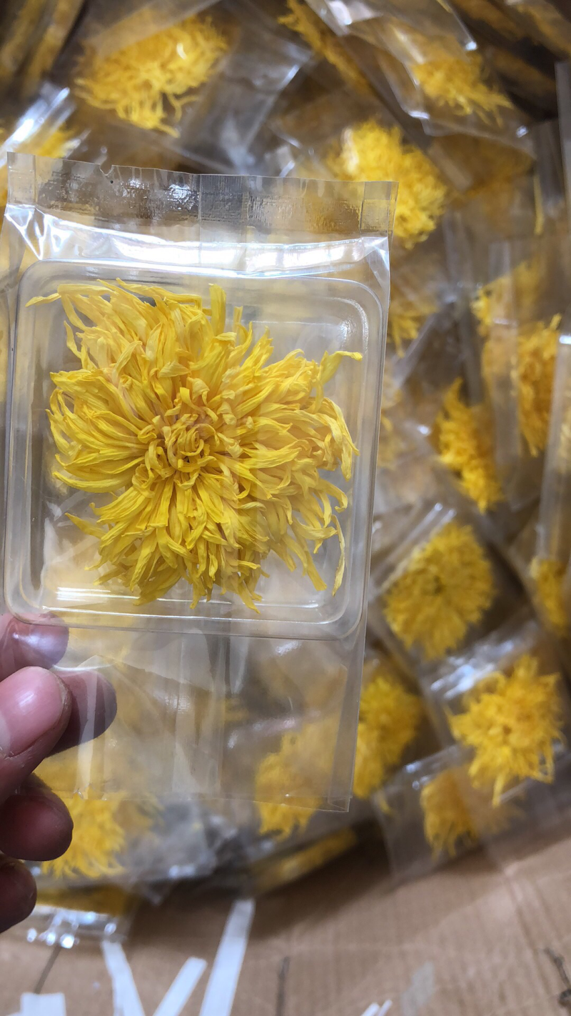 金丝皇菊