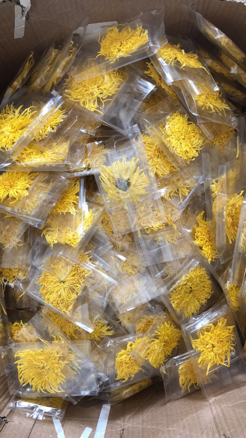 金丝皇菊