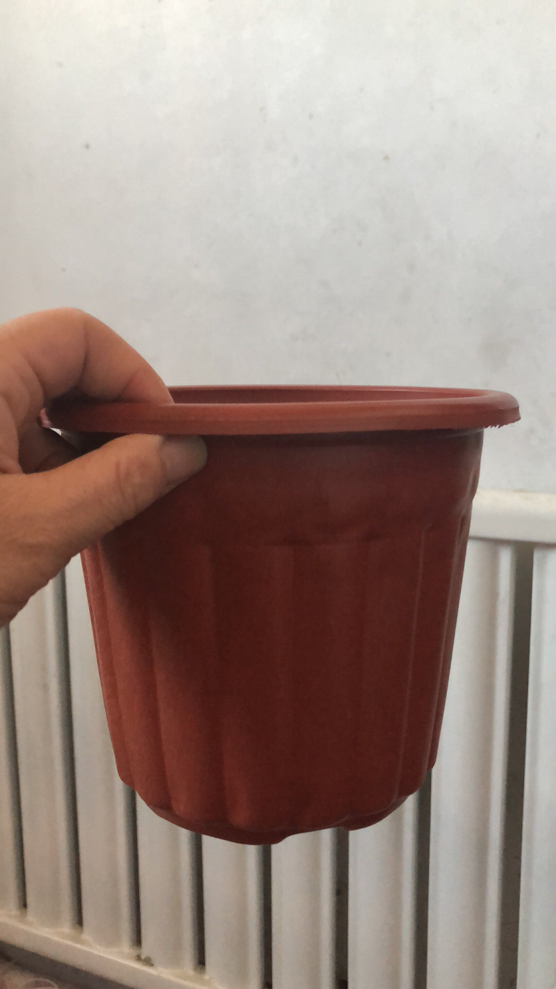 红色竹节盆200的