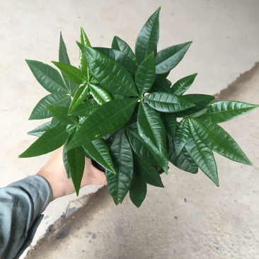 发财树