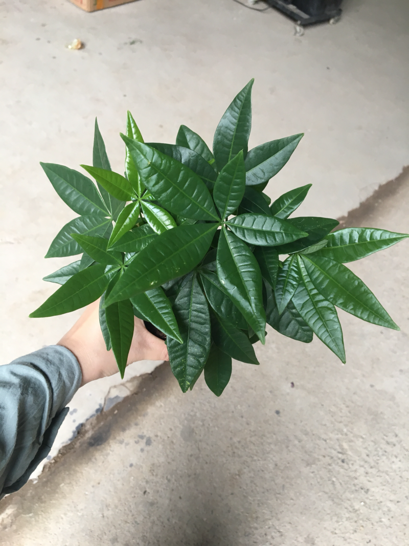 发财树