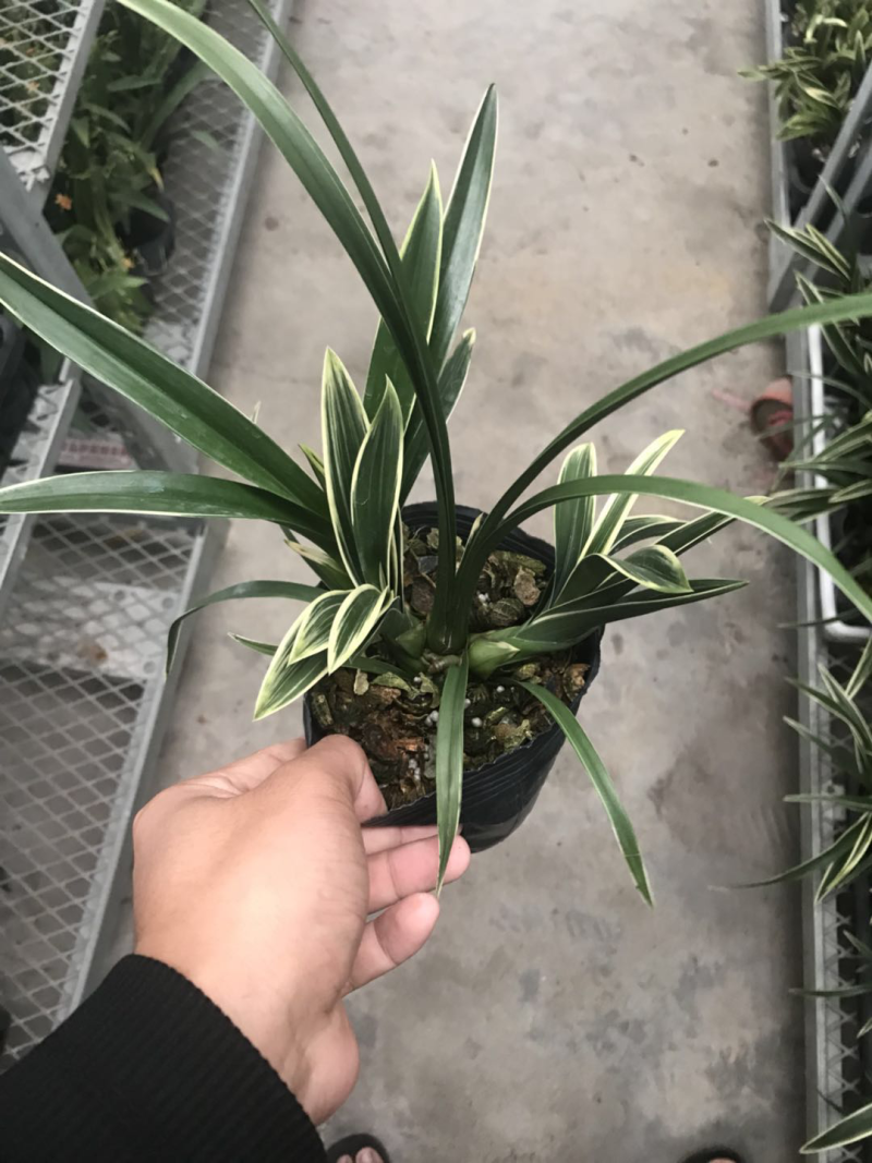 小凤凰冠兰草