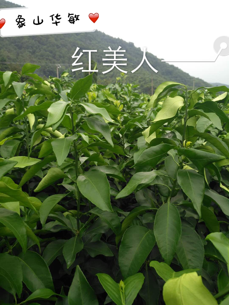 红美人柑桔苗爱媛28号柑桔苗产地直销品种齐全质优价廉