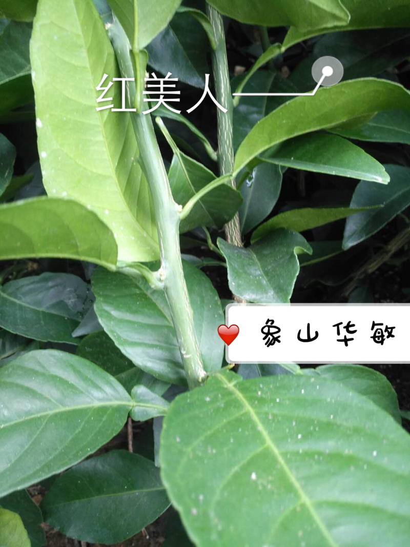 红美人柑桔苗爱媛28号柑桔苗产地直销品种齐全质优价廉
