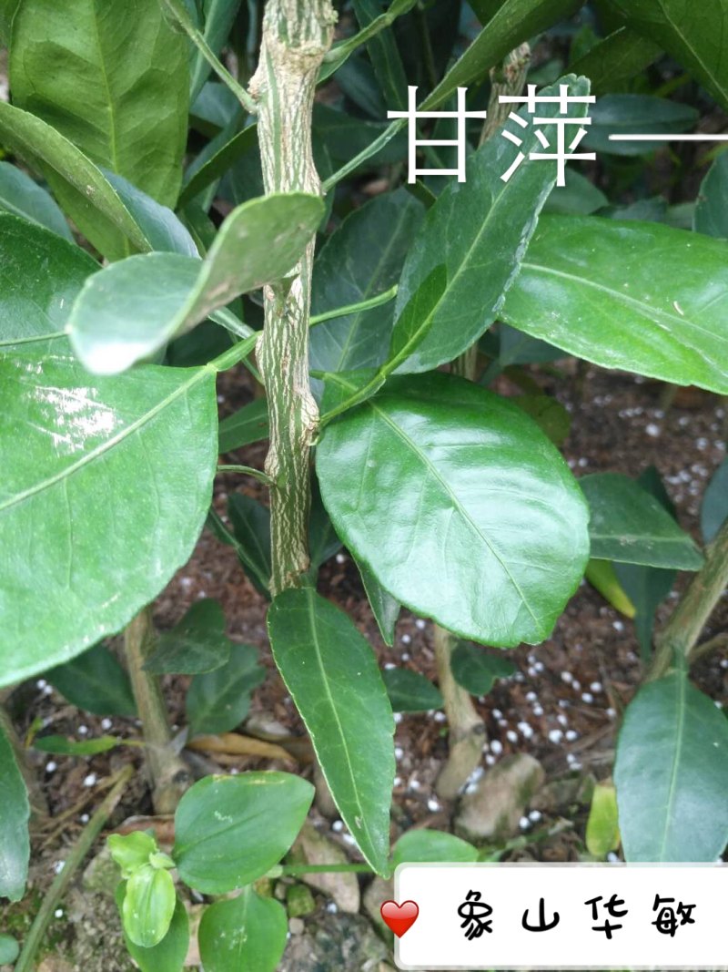甘平柑桔苗（一年苗）亲自采枝条嫁接品种纯度保证可实地考察