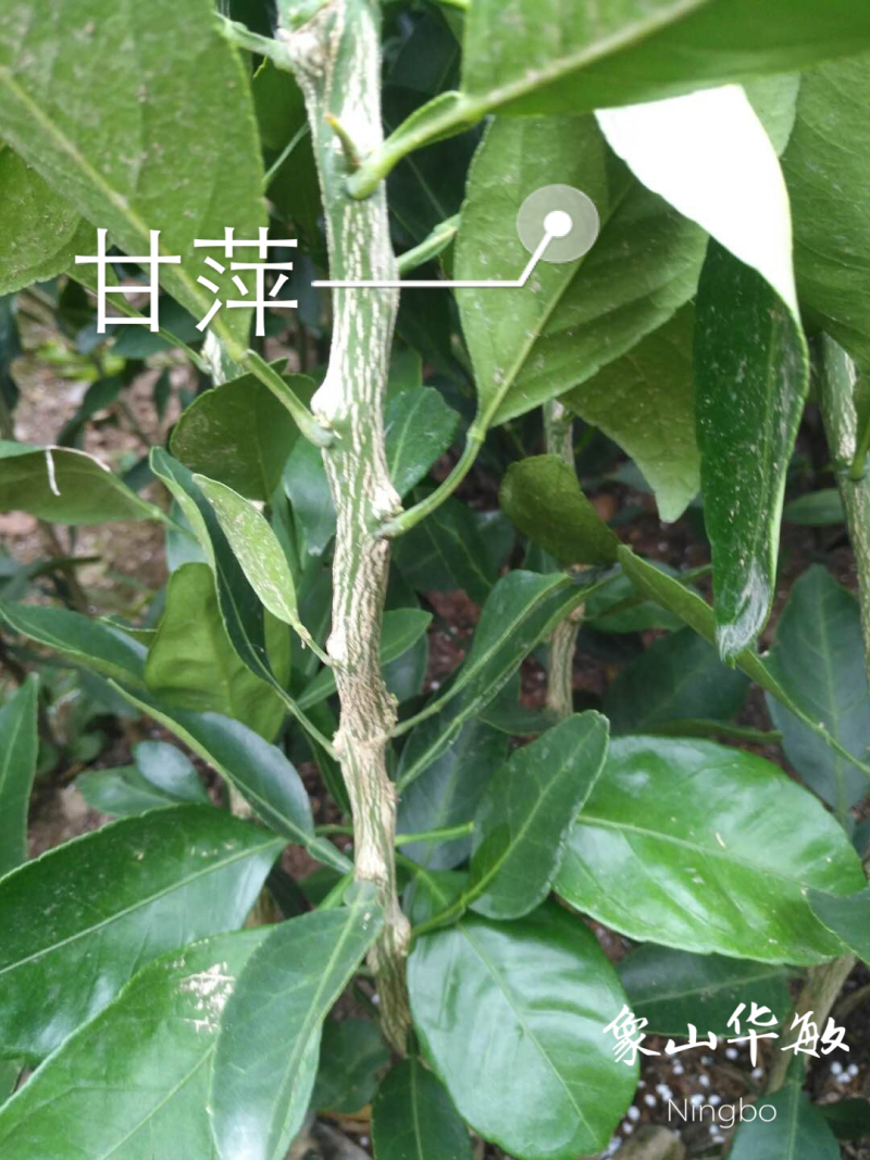 甘平柑桔苗（一年苗）亲自采枝条嫁接品种纯度保证可实地考察