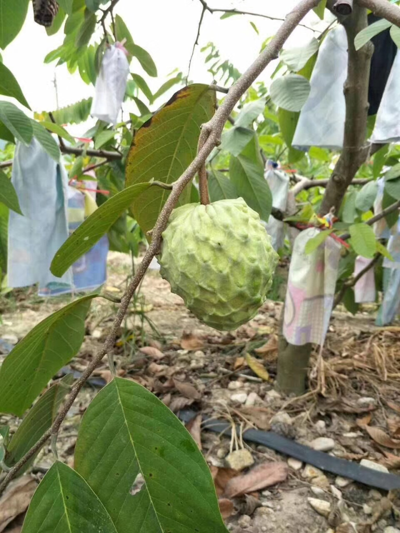 释迦果