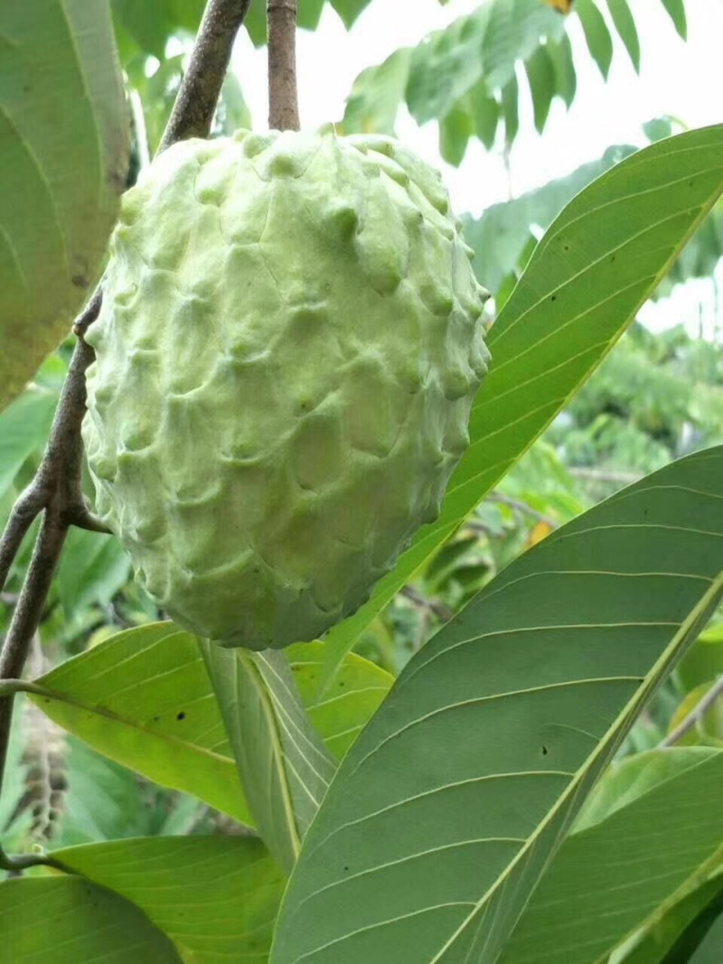 释迦果