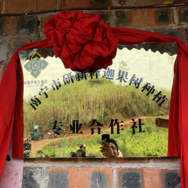释迦果