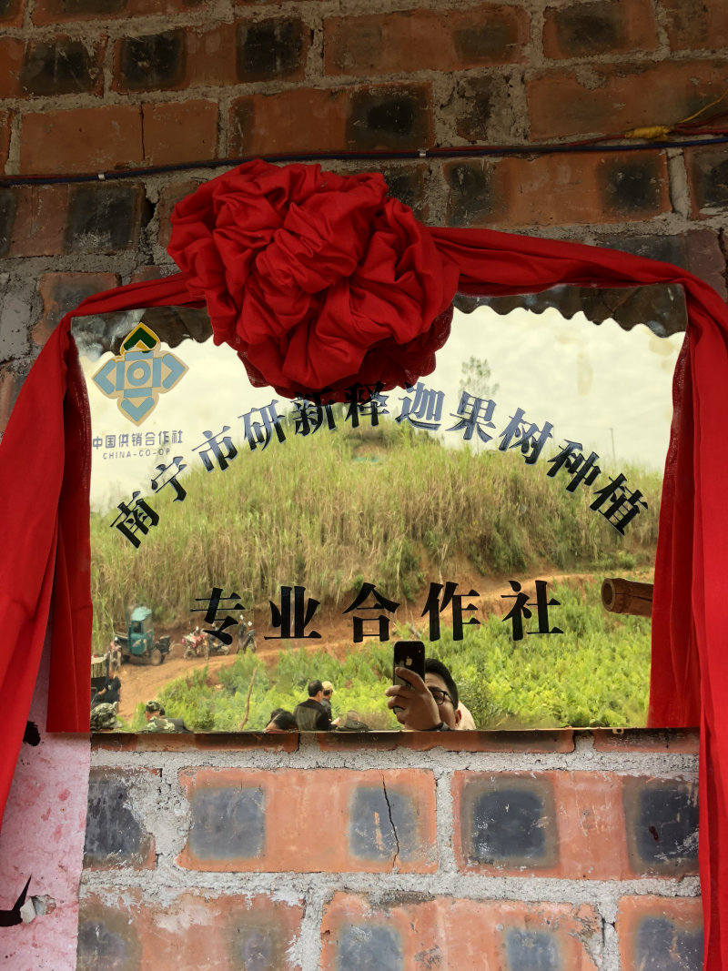 释迦果