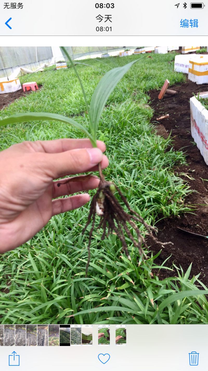白芨：正宗紫花三叉大白芨