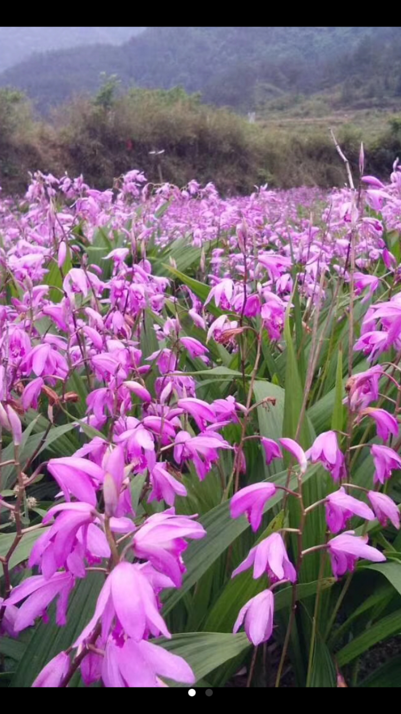 白芨：正宗紫花三叉大白芨