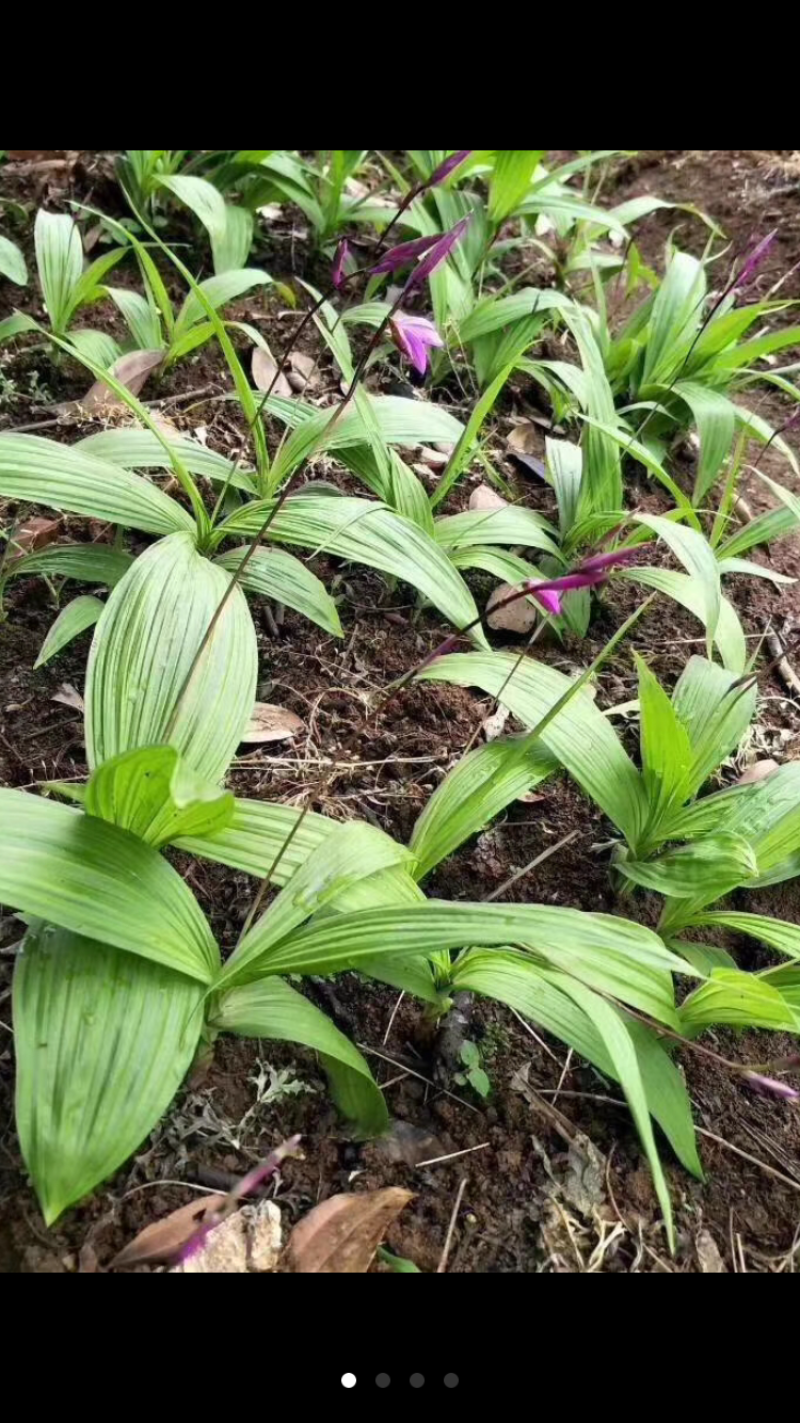 白芨：正宗紫花三叉大白芨