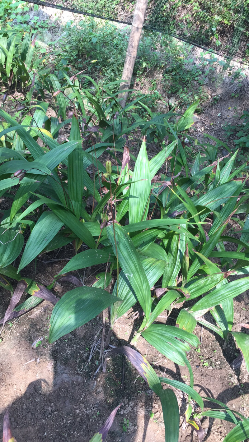 白芨：正宗紫花三叉大白芨