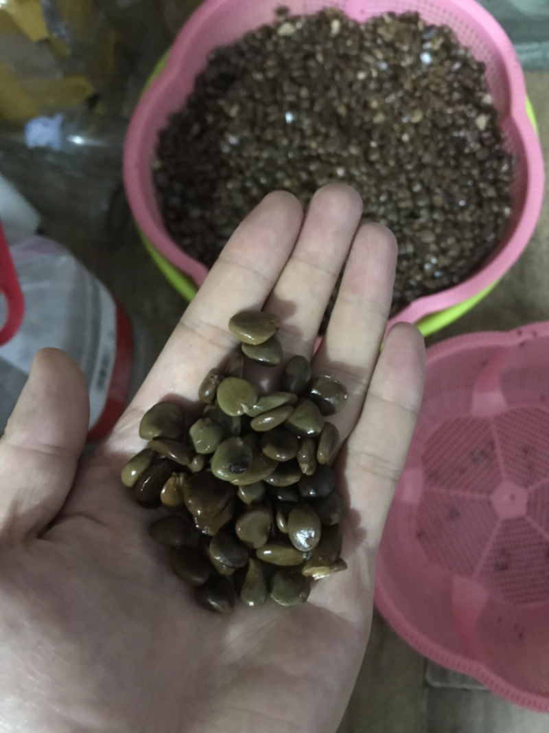 通道县布福娜种子95%以上优产地优品质欢迎咨询