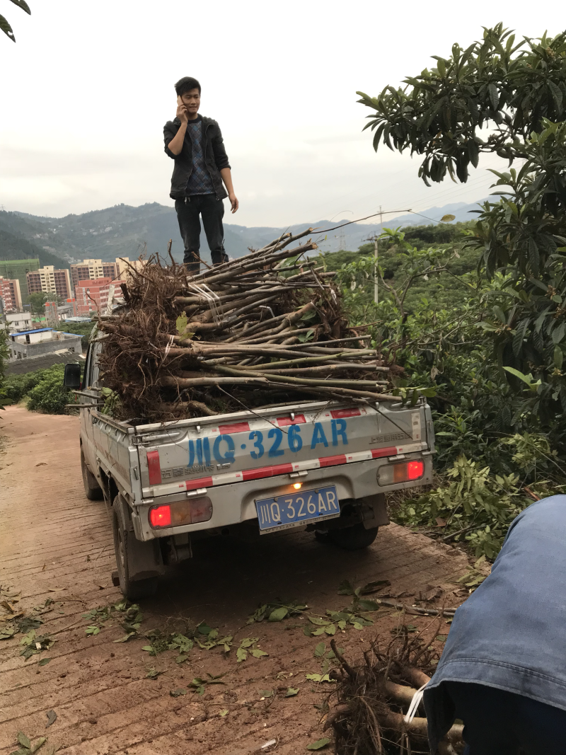 核桃苗