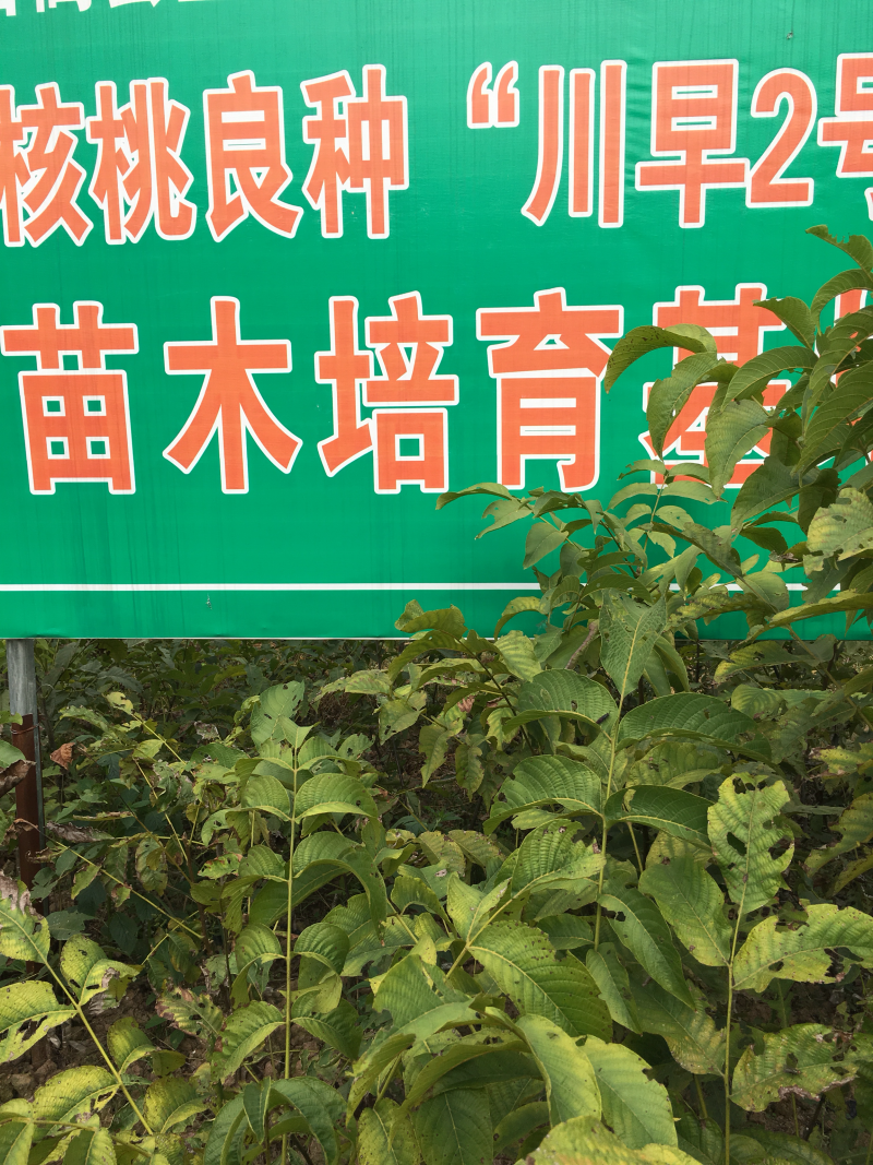 核桃苗