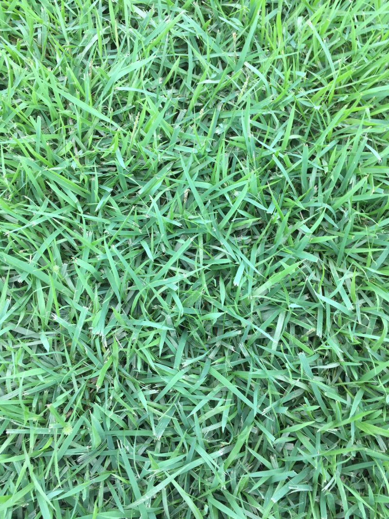 兰引三号草