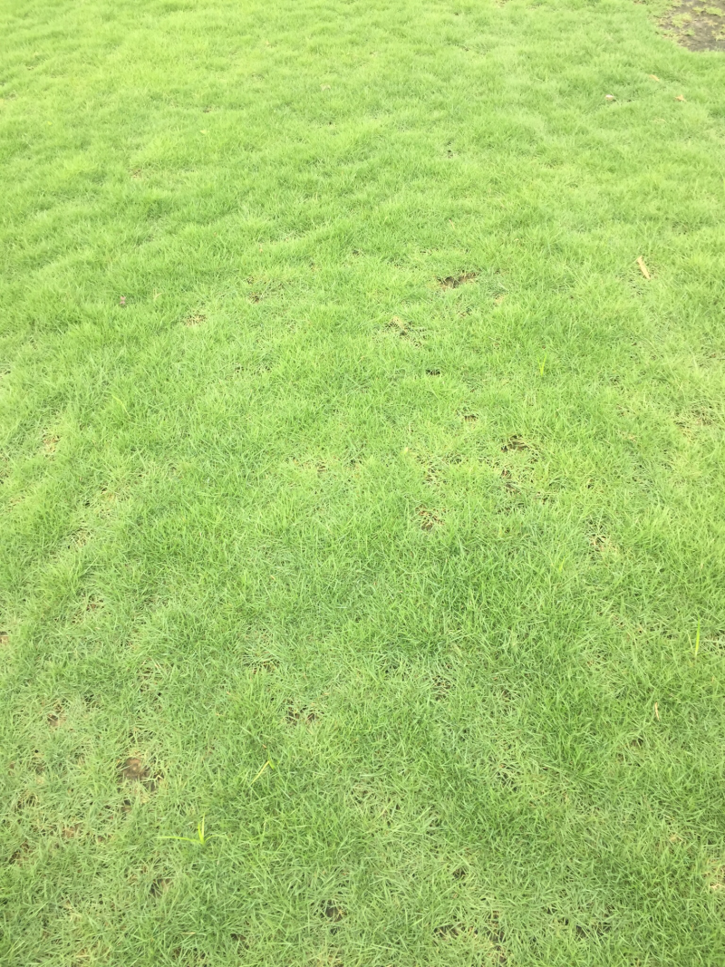 台湾草