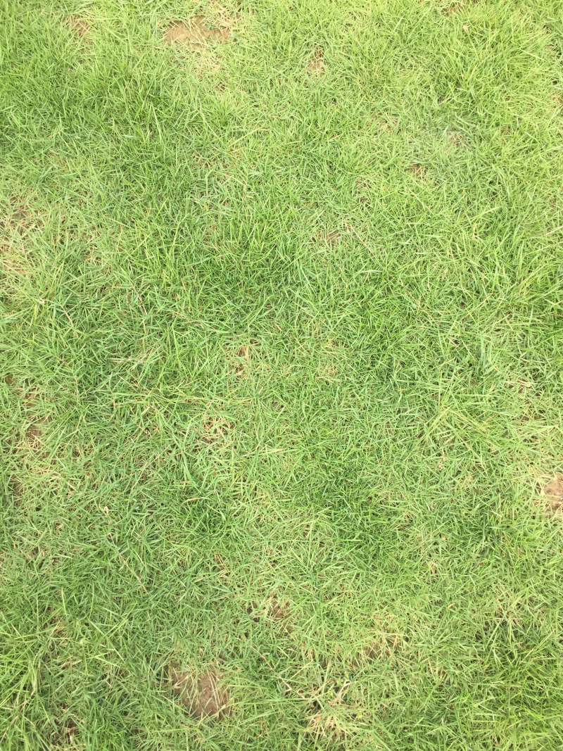 台湾草