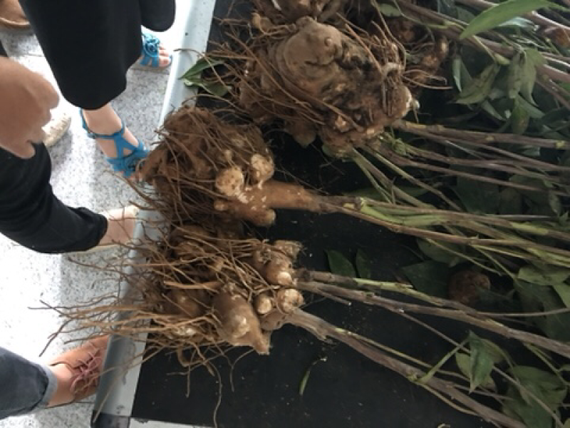 白术苗，白术芽，白术种苗