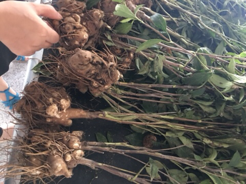 白术苗，白术芽，白术种苗