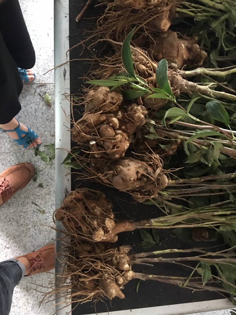 白术苗，白术芽，白术种苗