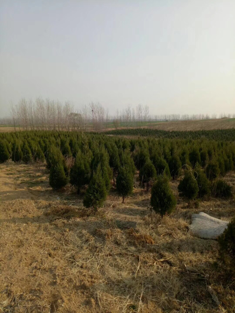 精品蜀桧，1米到1.5米三万颗，自己苗圃苗，张势喜人。