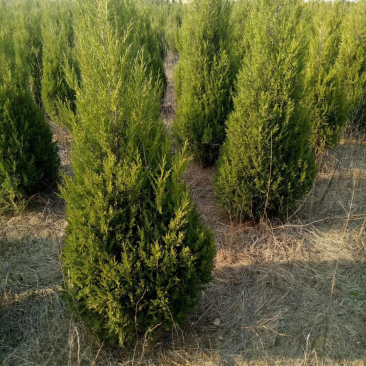 精品蜀桧，1米到1.5米三万颗，自己苗圃苗，张势喜人。