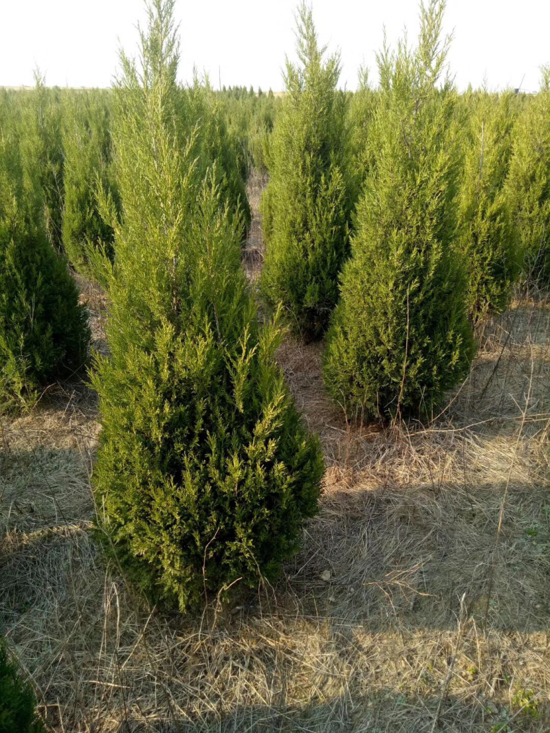 精品蜀桧，1米到1.5米三万颗，自己苗圃苗，张势喜人。