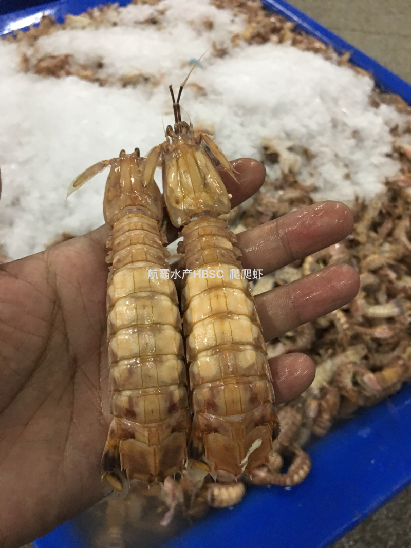 活冻野生爬爬虾，单冻，排冻。