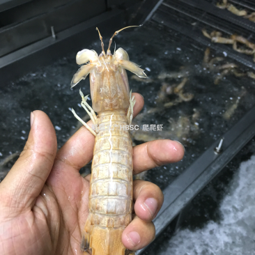 活冻野生爬爬虾，单冻，排冻。