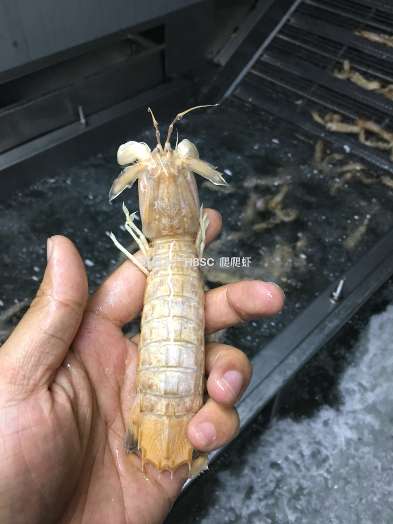 活冻野生爬爬虾，单冻，排冻。