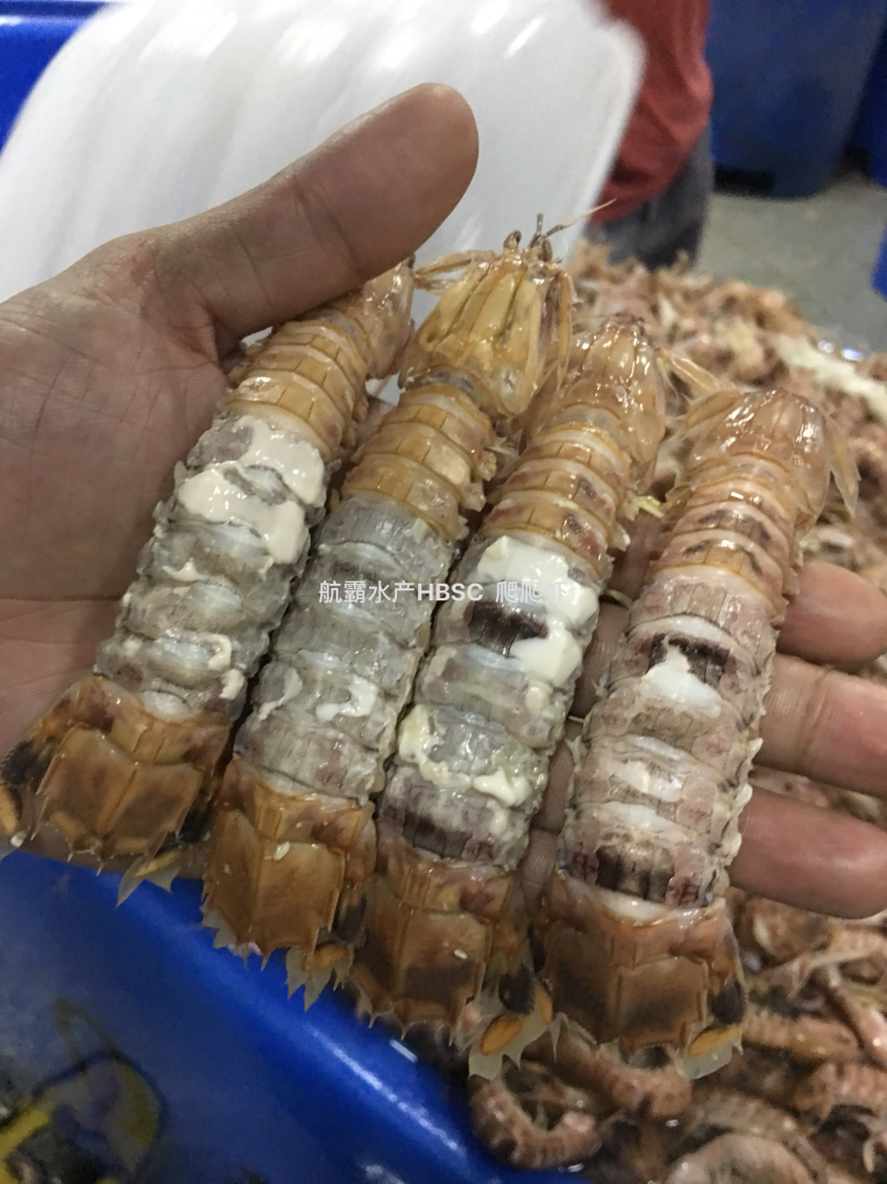 活冻野生爬爬虾，单冻，排冻。
