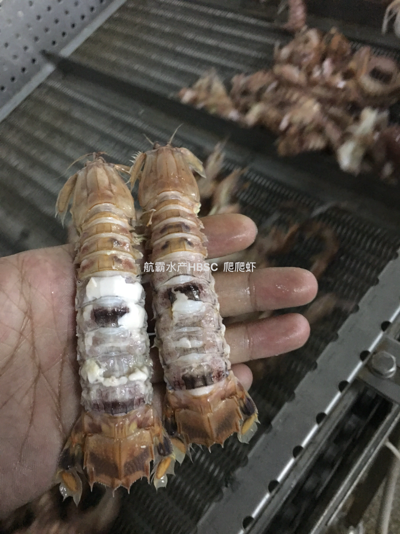 活冻野生爬爬虾，单冻，排冻。